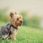Appearance of the Yorkshire Terrier