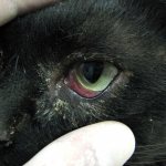Воспаление глаза у кота лечение в домашних условиях