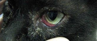 Inflammation of the eye in a cat, treatment at home