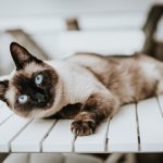 Возбудитель микоплазмоза у кошек