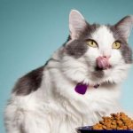 вреден ли сухой корм для кошек