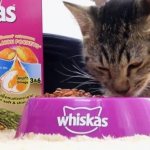 Is Whiskas harmful for cats and kittens? Possible alternative 