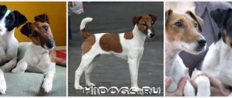 Everything about the Smooth Fox Terrier breed, care and characteristics, character of the dog, history of the breed, standard.