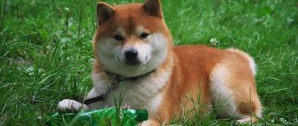 All about the Shiba Inu breed.