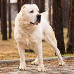 All about the Central Asian Shepherd Dog (Alabai): characteristics, description of the standard, care and maintenance features