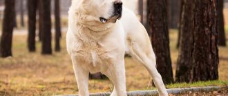All about the Central Asian Shepherd Dog (Alabai): characteristics, description of the standard, care and maintenance features