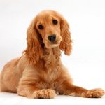 Everything about the English Cocker Spaniel: breed description, standards and characteristics, care tips.
