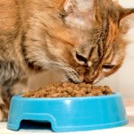 Выбор между натуральным и сухим кормом зависит от прежних пищевых привычек кошки