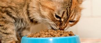 Выбор между натуральным и сухим кормом зависит от прежних пищевых привычек кошки