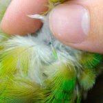 Parrot&#39;s feathers fall out