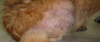 hair loss in dogs