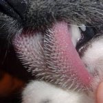 Cat tongue