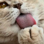 Cat tongue under a microscope
