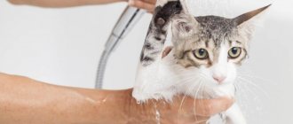 why bathe a cat