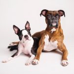 Зачем собакам купируют (обрезают) уши и хвосты