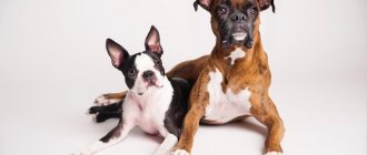 Зачем собакам купируют (обрезают) уши и хвосты