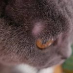 Залысины у кошки возле ушей и над глазами: причины, что делать, как отличить норму от патологии