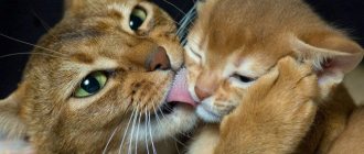 Cat milk replacer: features of alternative feeding products