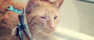Защитный колпак для котов против расчесывания глаз