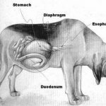 Volvulus is a life-threatening condition for dogs.