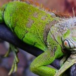 Green iguana - rules for home maintenance and care