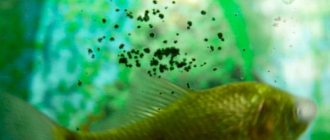 Зеленый налет в аквариуме: как бороться с зеленью, избавиться, что делать, очистить, убрать точки на стенках, декорациях