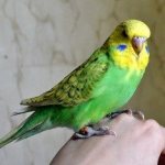 Зеленый волнистый попугай сидит на руке