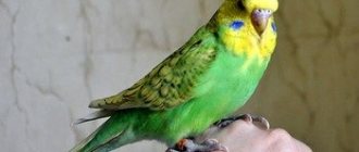Зеленый волнистый попугай сидит на руке