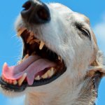 Зубной камень у собак легко обнаружить при осмотре пасти